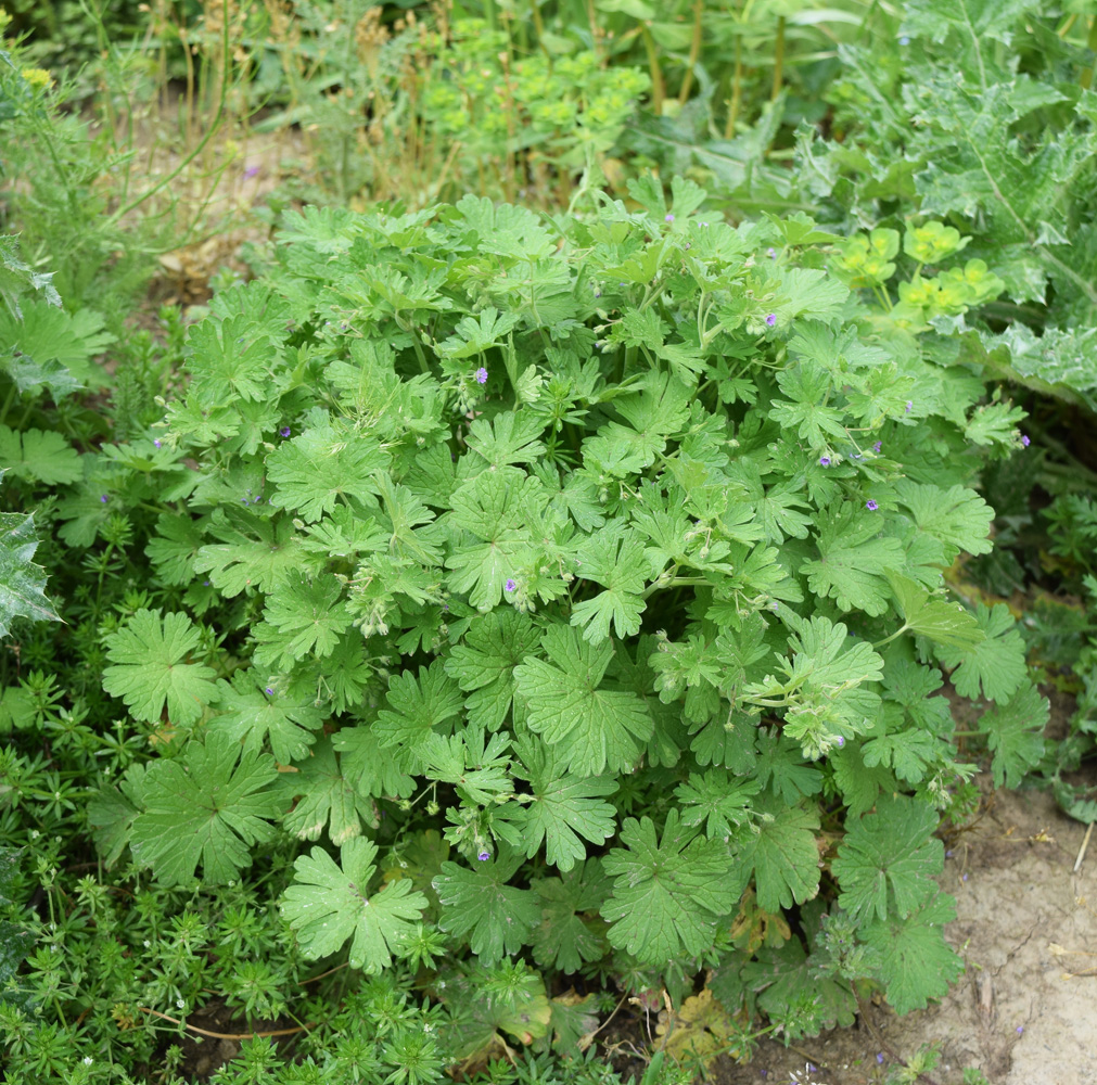 Image of Geranium pusillum specimen.