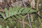 Polypodium vulgare