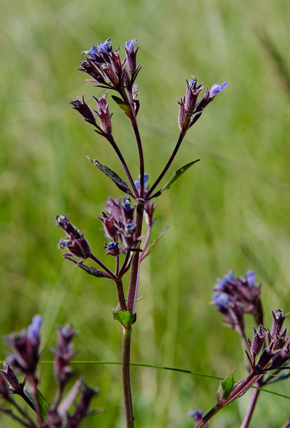 Изображение особи Nepeta ucranica.
