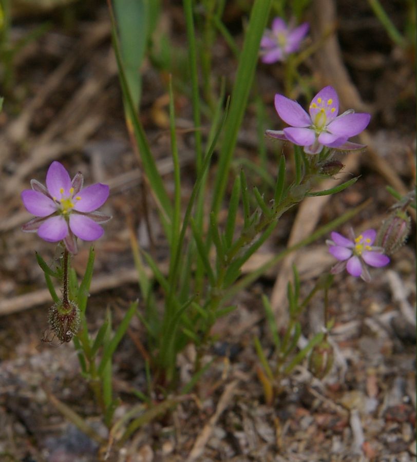 Изображение особи Spergularia rubra.