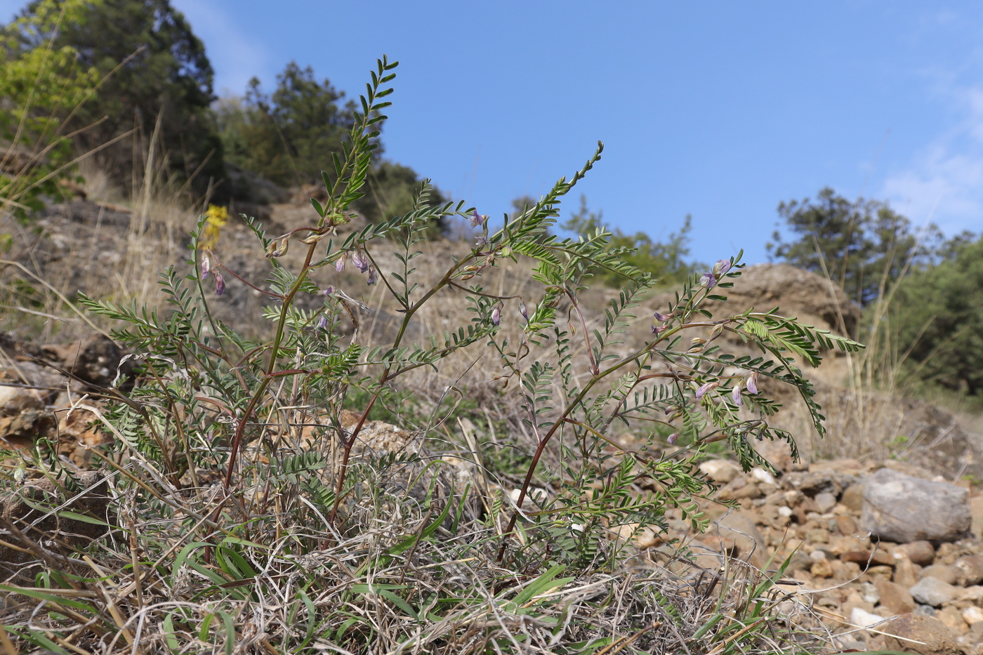 Image of Vicia ervilia specimen.