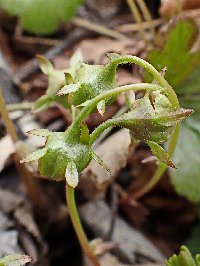 Изображение особи Waldsteinia ternata ssp. maximowicziana.
