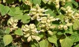 Salvia splendens