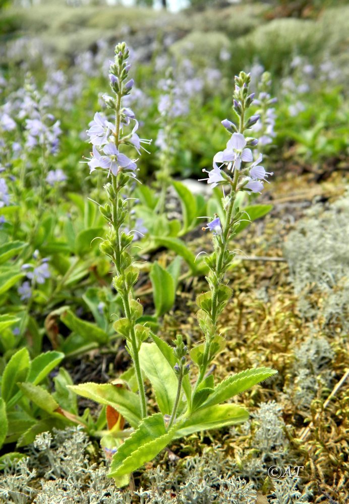 Изображение особи Veronica officinalis.