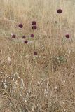 Allium atroviolaceum