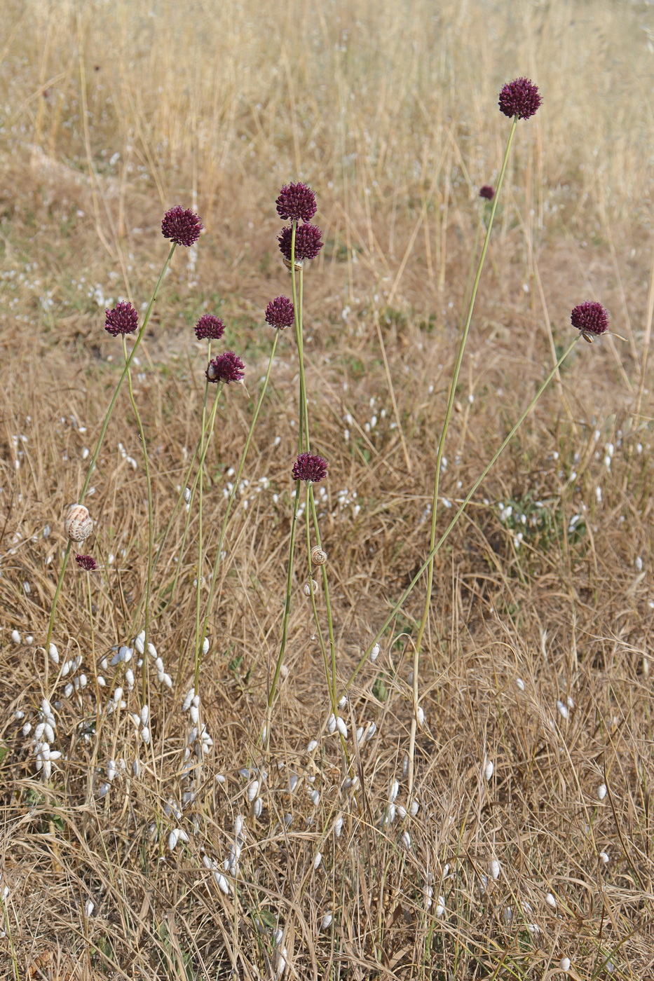 Image of Allium atroviolaceum specimen.