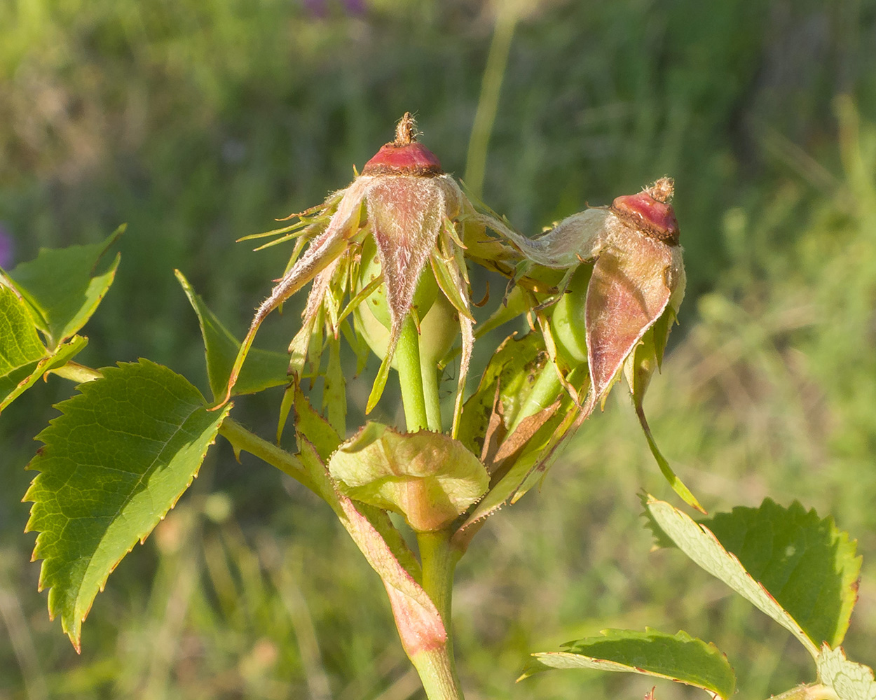 Изображение особи Rosa canina.