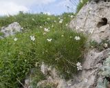 Gypsophila tenuifolia. Цветущее растение. Карачаево-Черкесия, Зеленчукский р-н, гора Джангур, ≈ 1500 м н.у.м., в расщелине известняковой скалы. 04.06.2025.