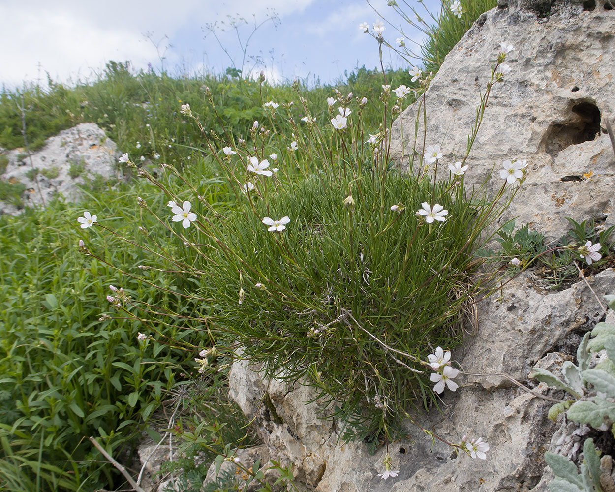 Изображение особи Gypsophila tenuifolia.