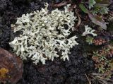 Allocetraria madreporiformis. Талломы на растительном детрите с фрагментами Sibbaldia tetrandra. Казахстан, Тянь-Шань, Заилийский Алатау, водораздельная гряда между дол. рек Музбель и Малая Алматинка, выс. ок. 3400 м н.у.м., развалы глыб и щебня гранитов. 18.07.2025.