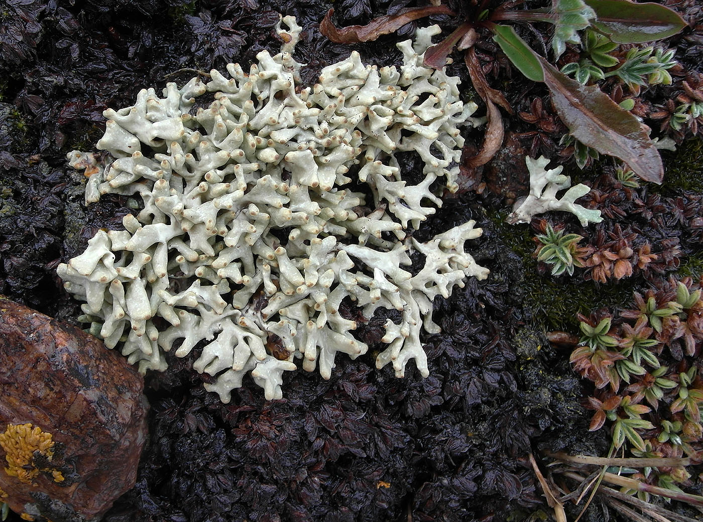 Image of Allocetraria madreporiformis specimen.