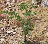 Celtis caucasica. Молодое дерево. Узбекистан, Ташкентская обл., южный склон Чаткальского хр., басс. р. Ахангаран, окр. г. Янгиабад, ущ. р. Джакиндек, подножье каменистого склона. 17.07.2021.