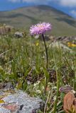 Erigeron venustus
