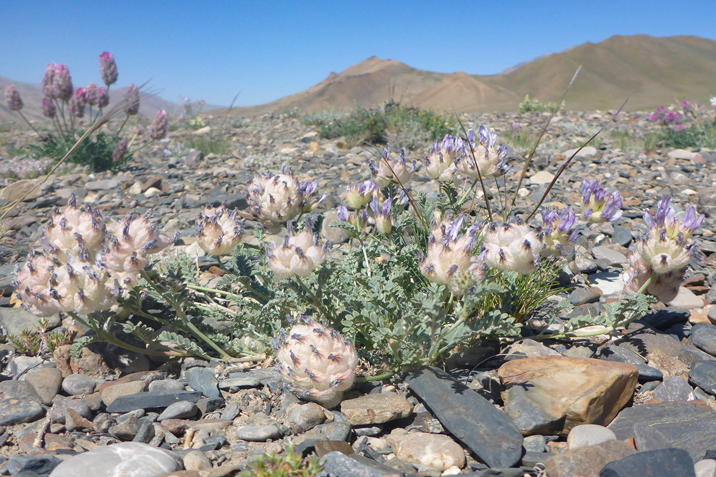 Изображение особи Astragalus nivalis.