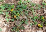 Medicago orbicularis