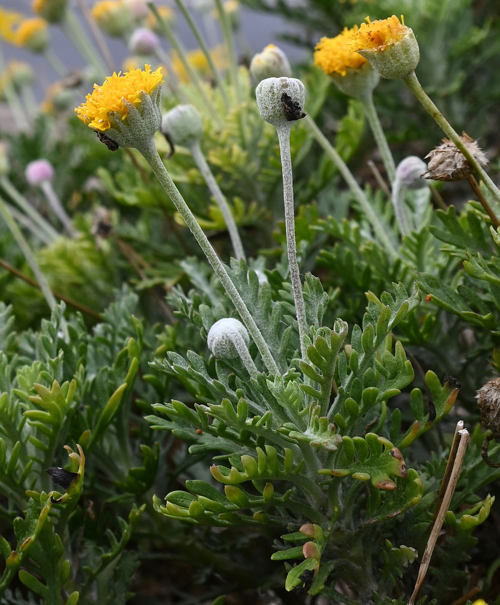 Изображение особи Euryops pectinatus.