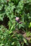 Fritillaria latifolia