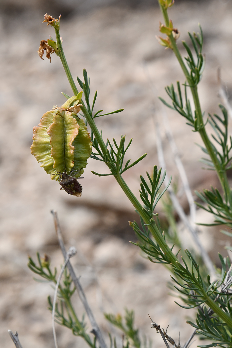 Изображение особи Niedzwedzkia semiretschenskia.