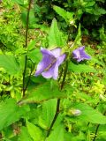 Campanula trachelium