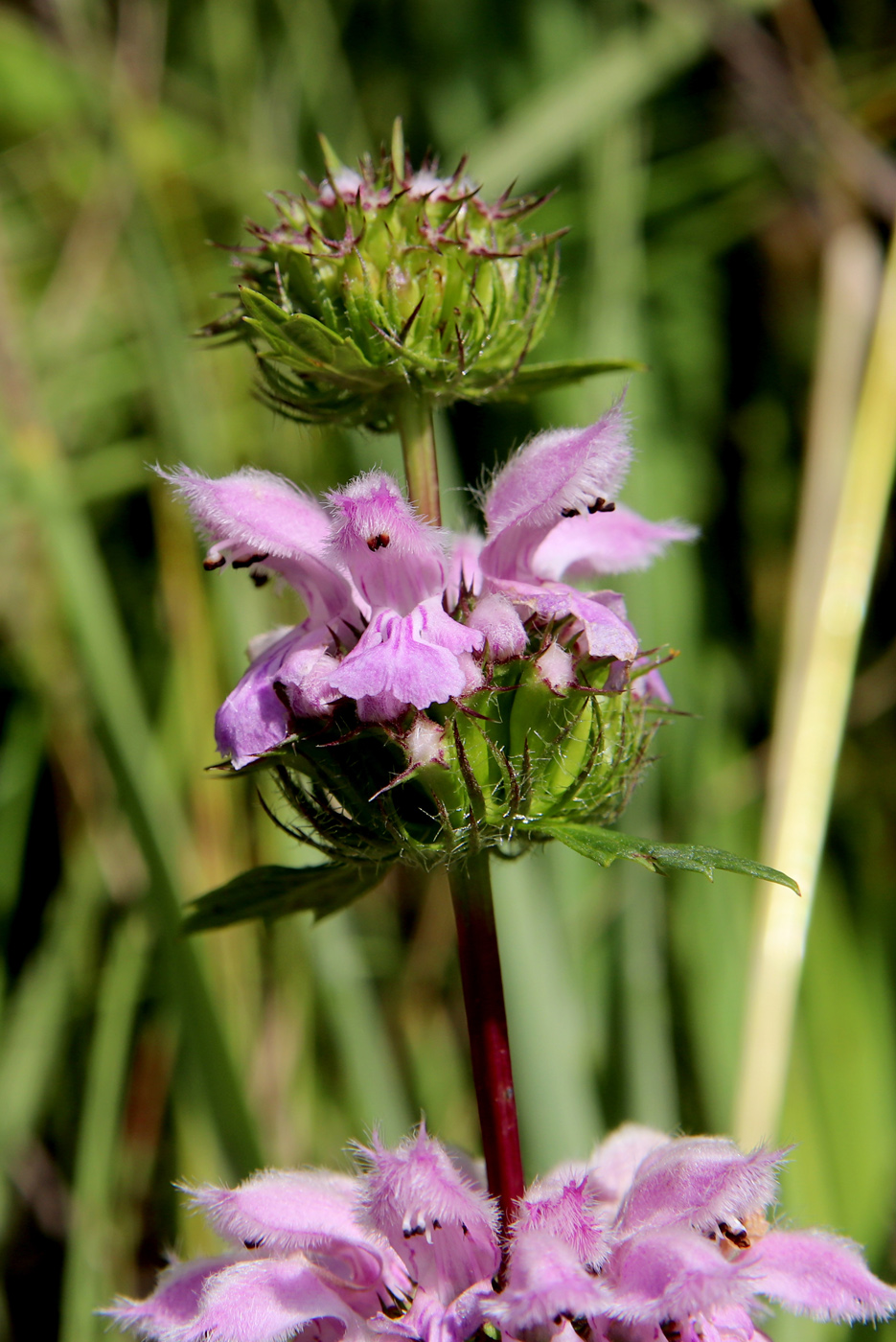 Image of Phlomoides tuberosa specimen.