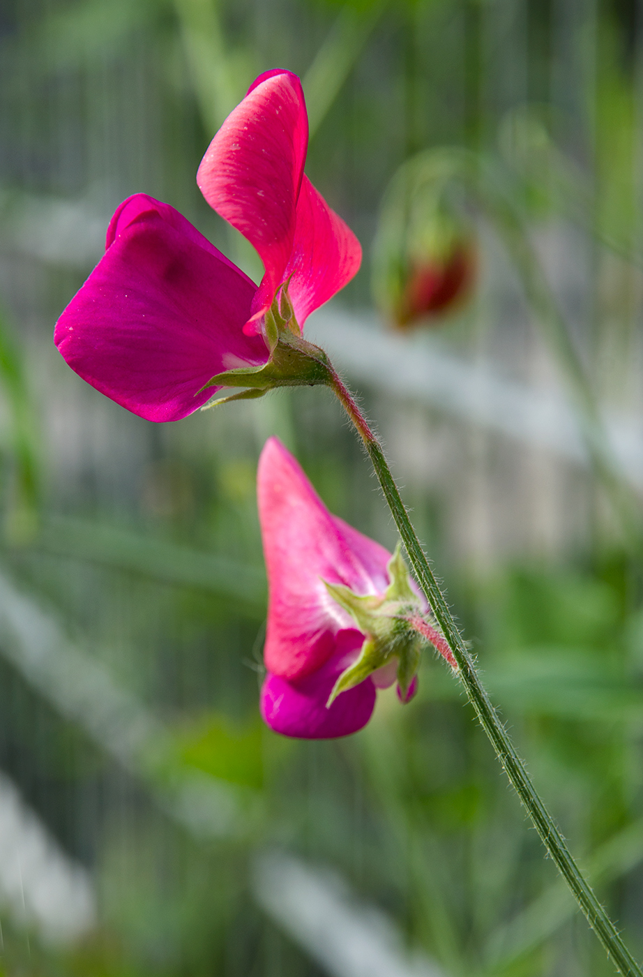 Изображение особи Lathyrus odoratus.