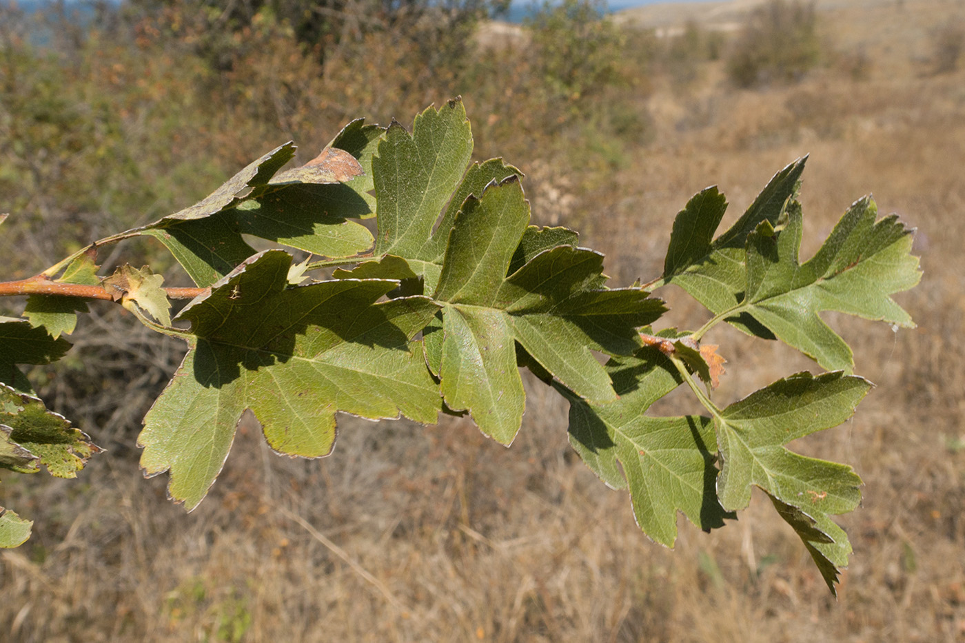 Изображение особи Crataegus taurica.