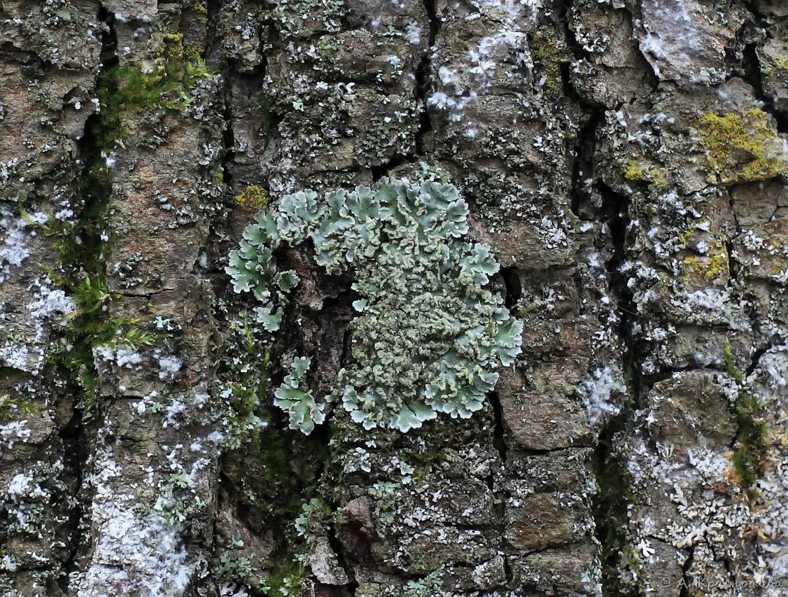 Image of Physconia enteroxantha specimen.