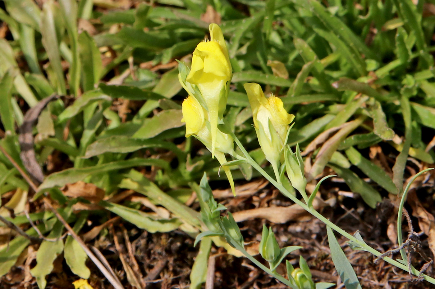 Image of Linaria genistifolia specimen.