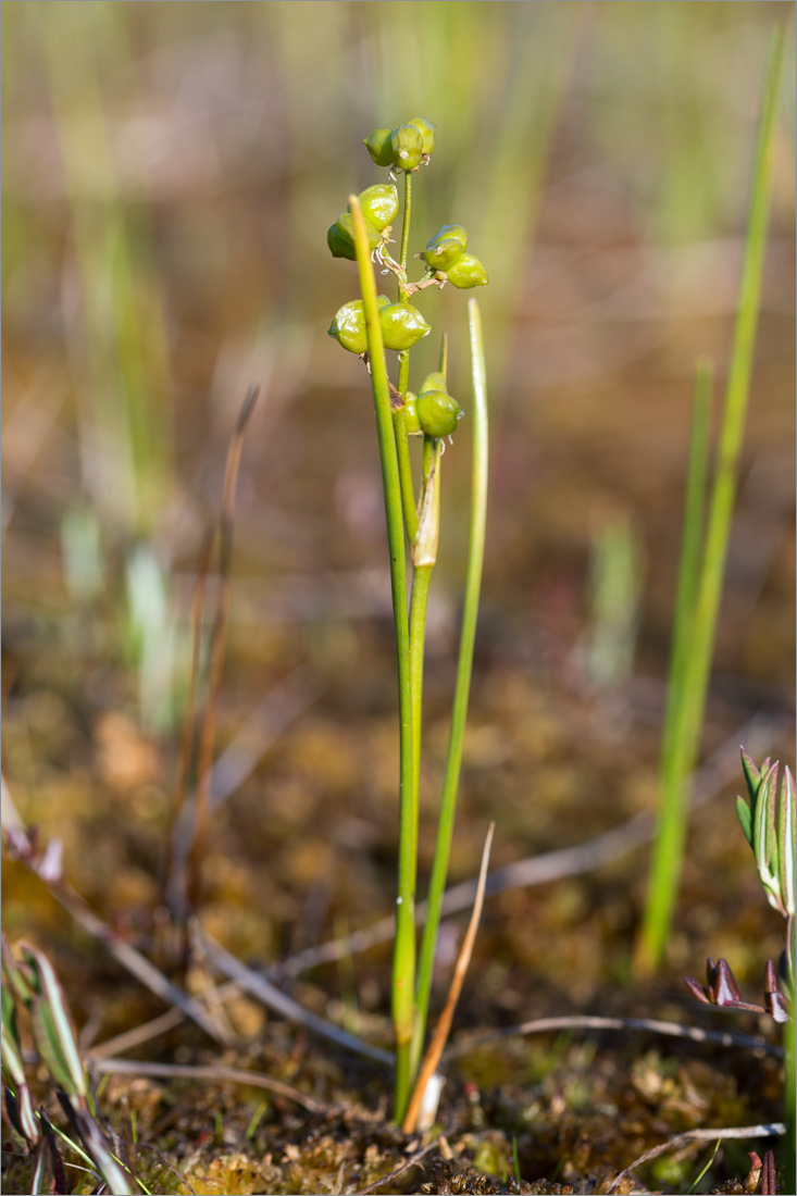 Image of Scheuchzeria palustris specimen.