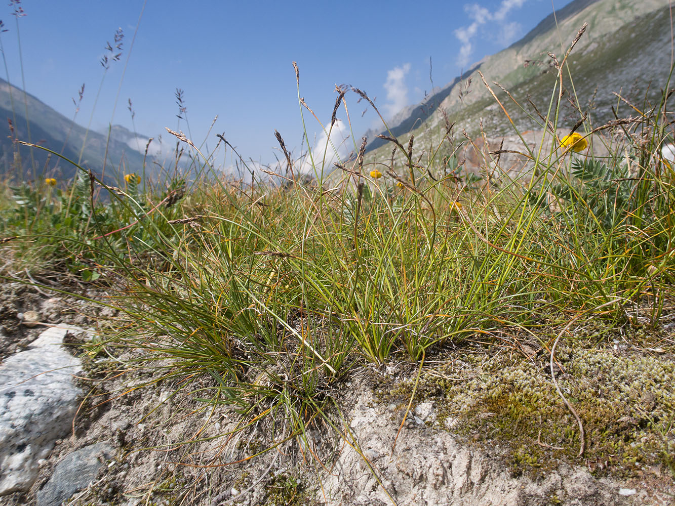 Изображение особи род Carex.