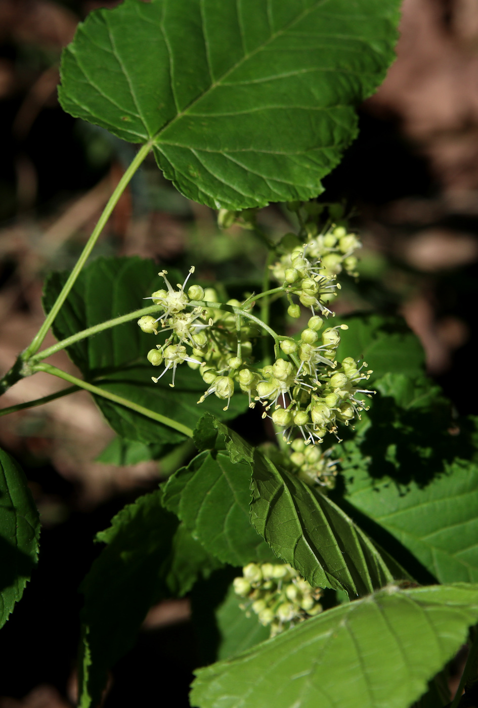 Изображение особи Acer tataricum.