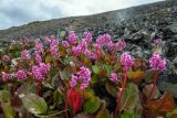 Bergenia pacifica. Верхушки цветущих растений. Хабаровский край, Советско-Гаванский р-н, хр. горы Яко, горная тундра. 17.06.2023.