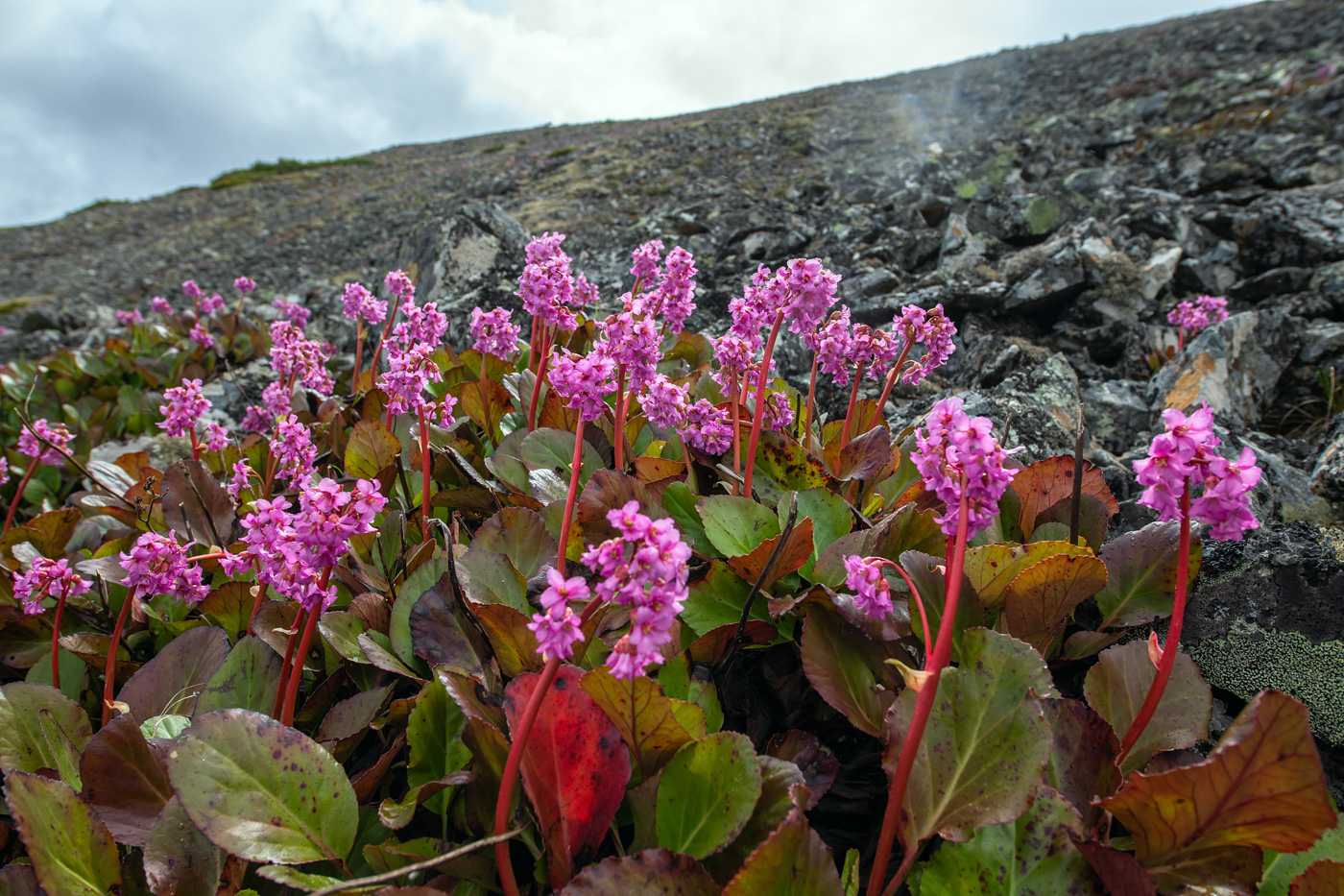Изображение особи Bergenia pacifica.