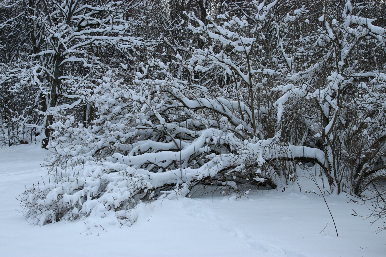 Image of Syringa &times; henryi specimen.