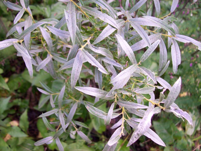 Изображение особи Salix rosmarinifolia.