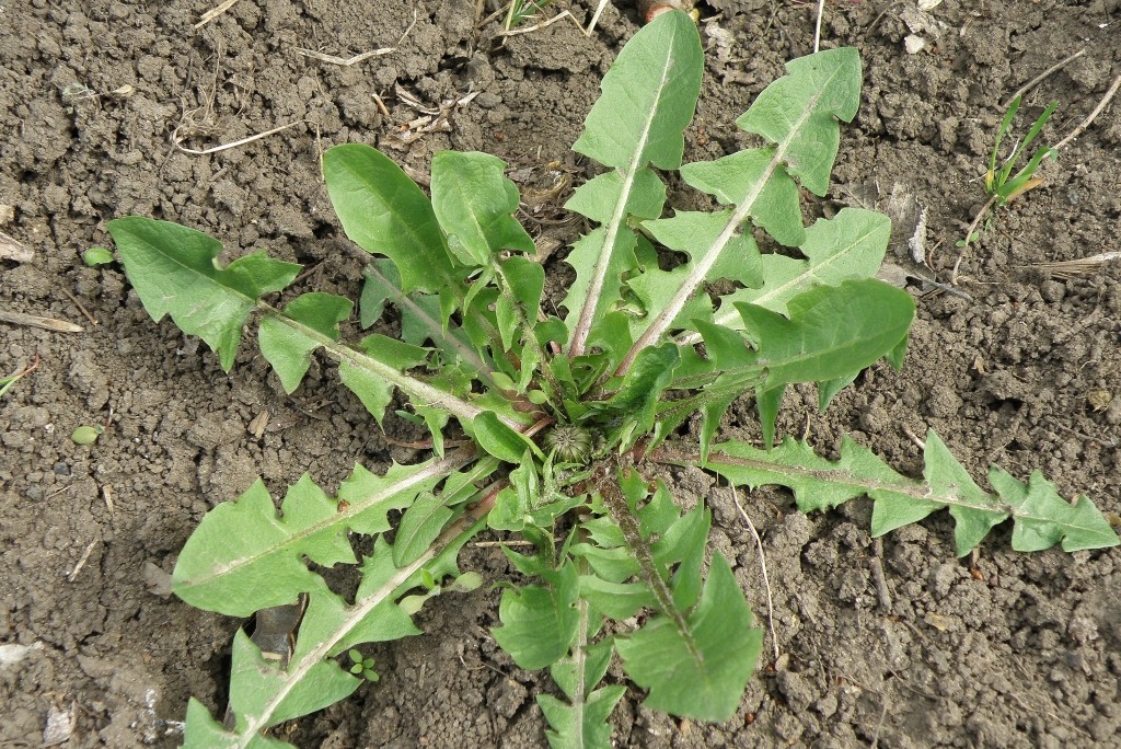 Image of genus Taraxacum specimen.