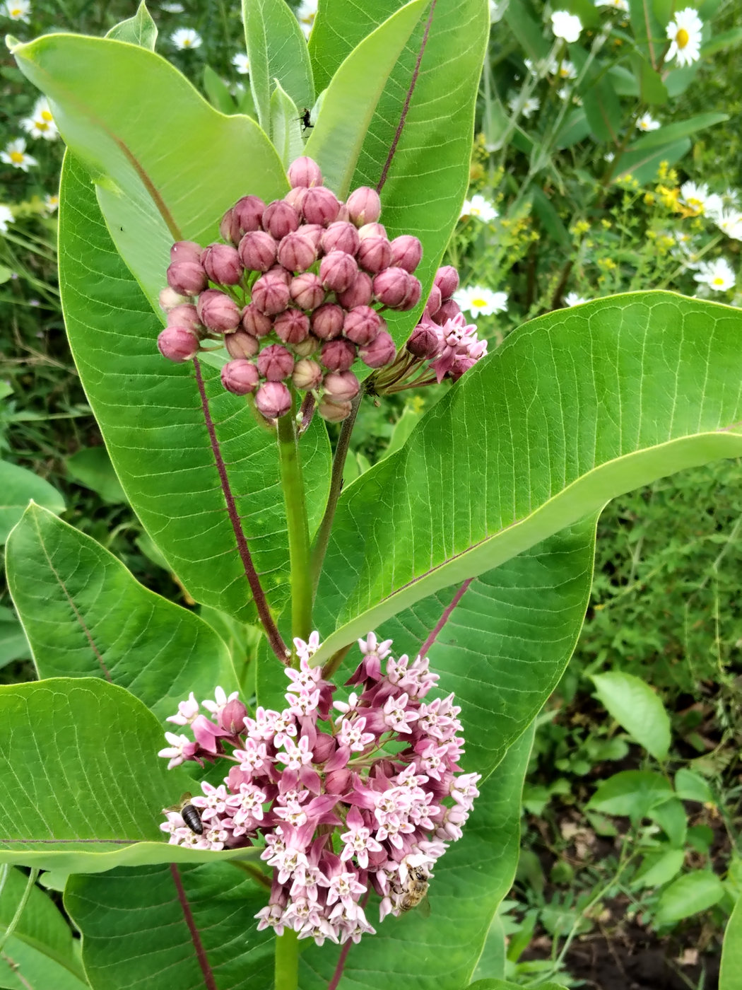 Image of Asclepias syriaca specimen.