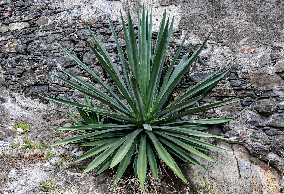Image of Agave americana specimen.