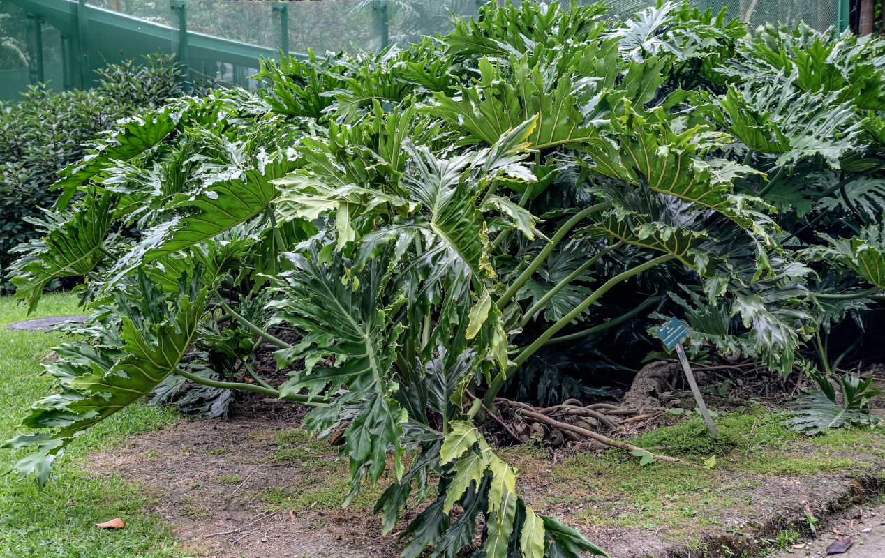 Изображение особи Philodendron bipinnatifidum.