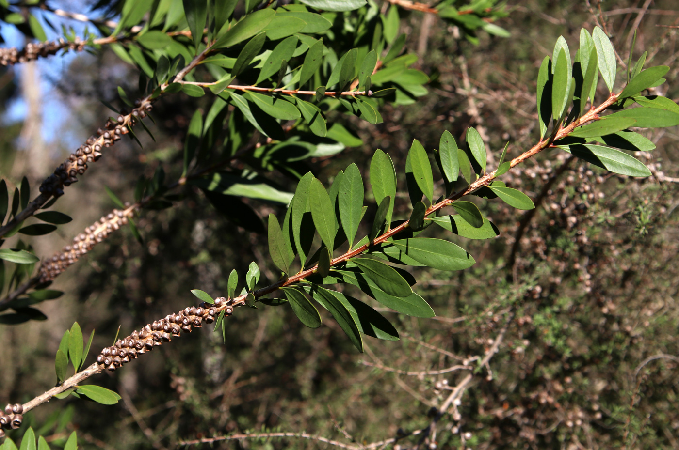 Image of Callistemon citrinus specimen.