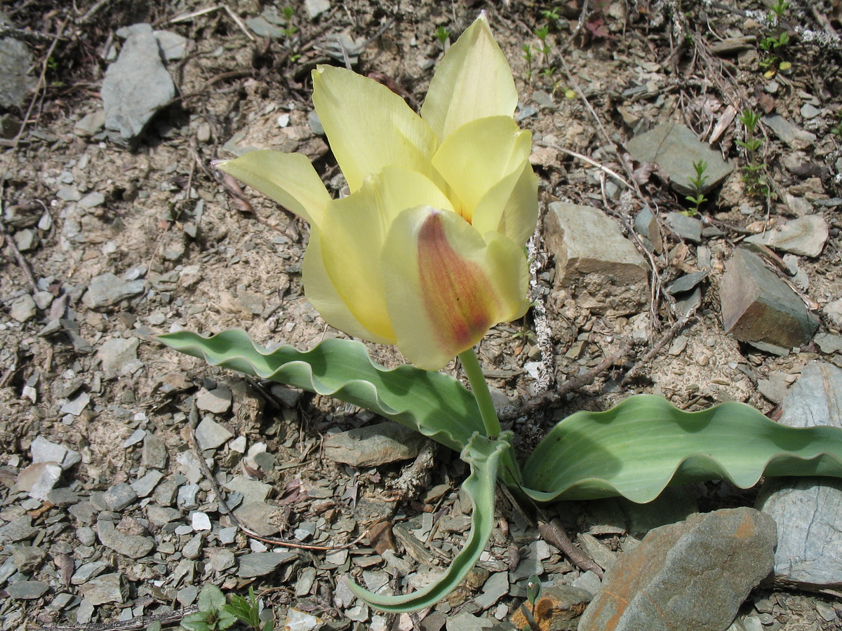 Изображение особи Tulipa berkariensis × Tulipa greigii.