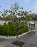 Ficus benghalensis. Вегетирующее растение. ОАЭ, Дубай, парк \"Эль Мамзар\". 28.02.2026.