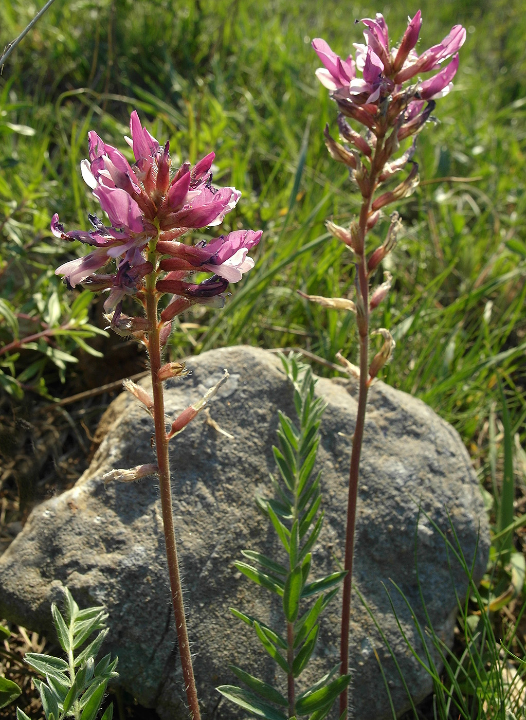 Image of Unknown species specimen.
