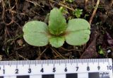 Impatiens glandulifera. Проросток. Красноярский край, Ермаковский р-н, пос. Танзыбей, сорное на огороде. 11.05.2026.