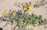 Heterotheca subaxillaris