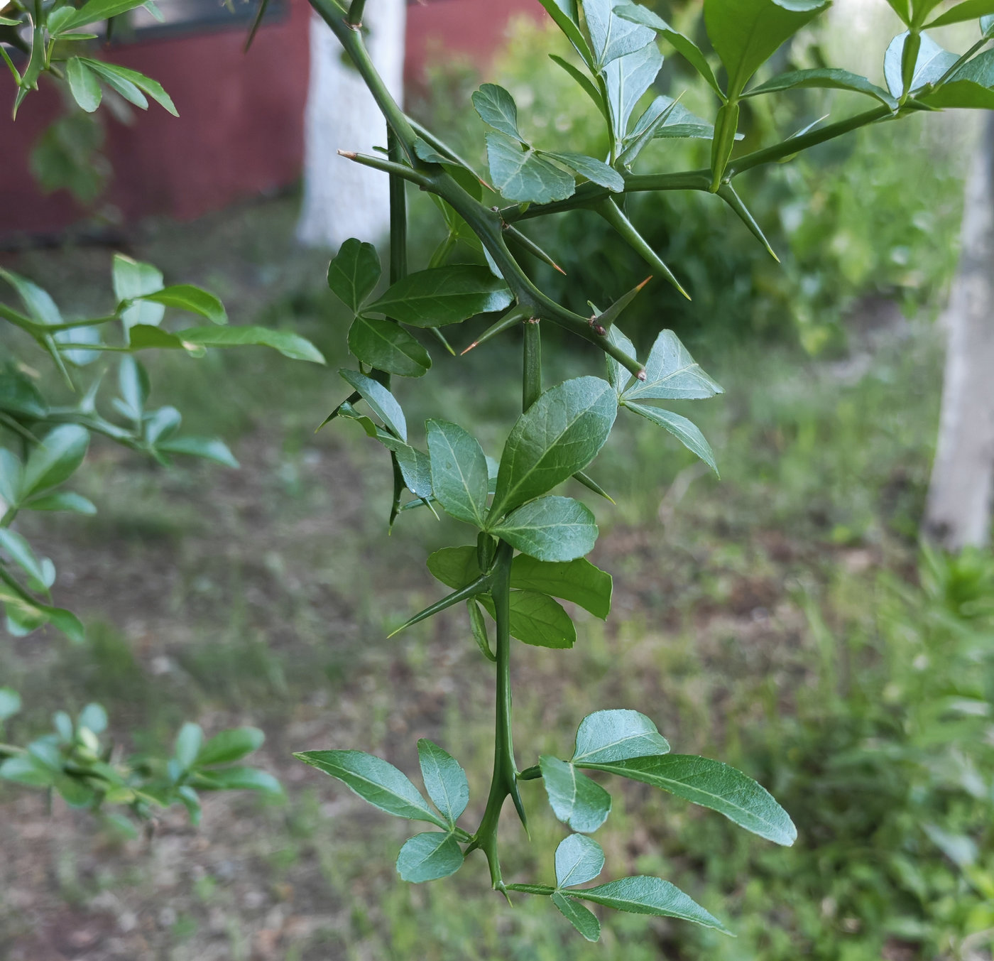 Image of Poncirus trifoliata specimen.