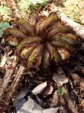 Dryopteris crassirhizoma. Разворачивающиеся вайи. Хабаровский край, г. Комсомольск-на-Амуре, дол. р. Силинка, лиственный лес. 16.05.2026.