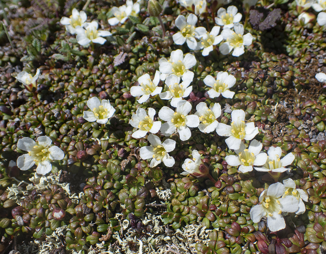 Image of Diapensia obovata specimen.