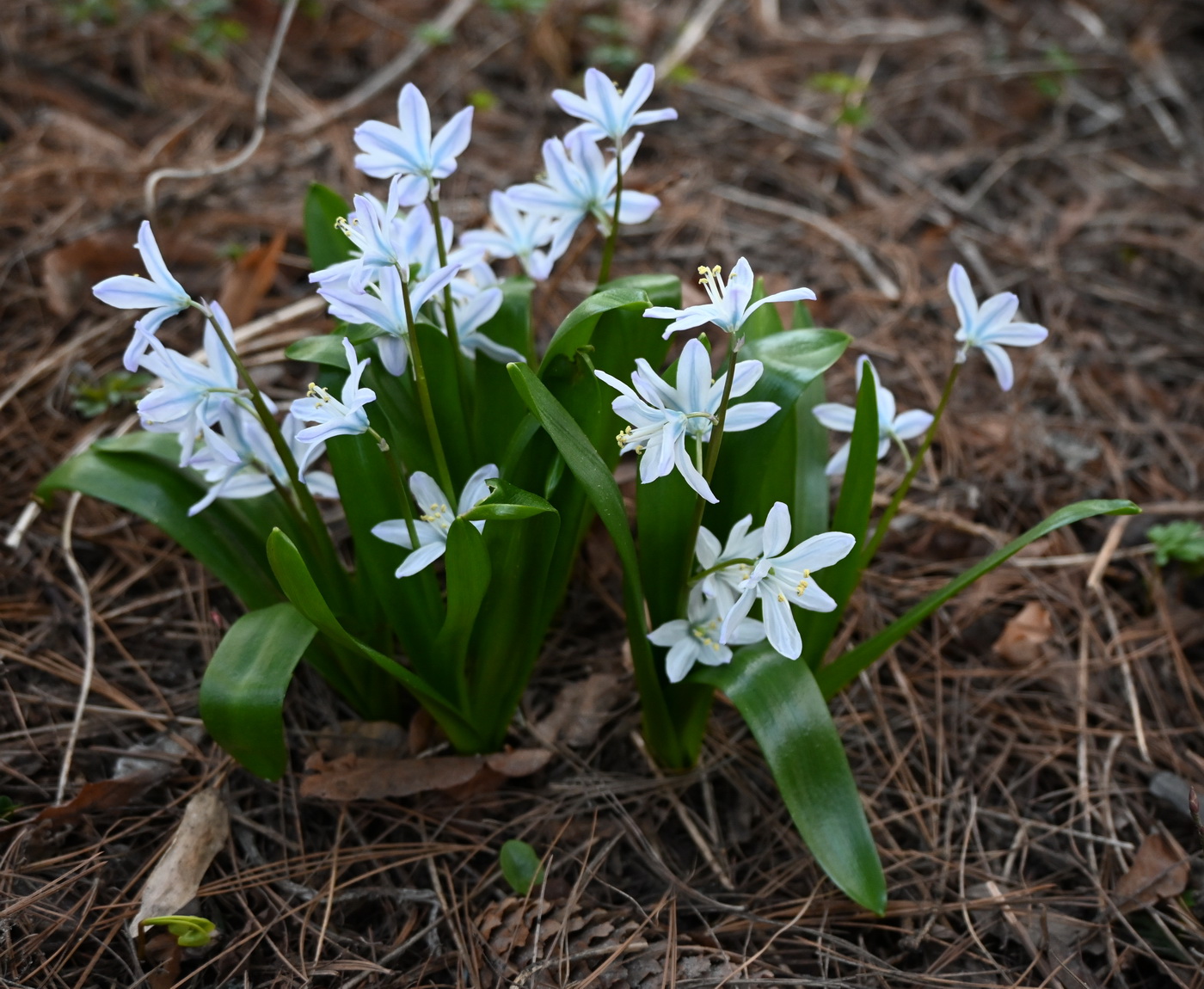 Image of Unknown species specimen.