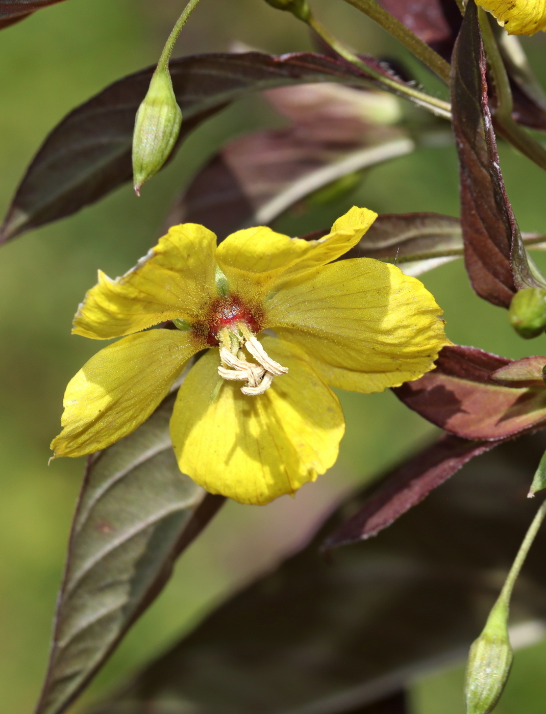 Изображение особи Lysimachia ciliata.